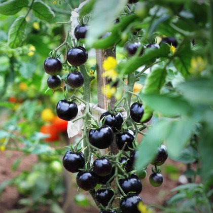 Rajče Indigo Blue Berries - Solanum lycopersicum - semena - 7 ks