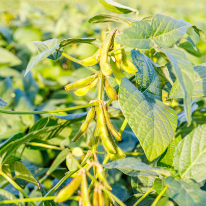 BIO Sója luštinatá Edamame - Glycina max - bio semena - 25 ks