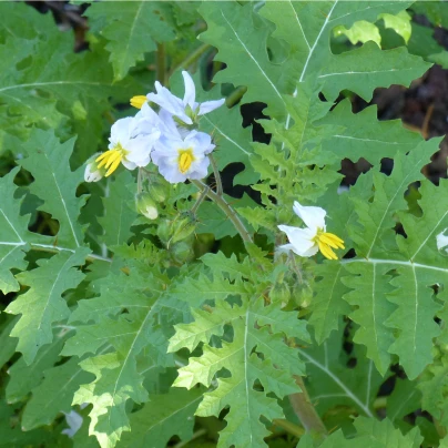 Rajče pichlavé Liči - Solanum sisymbriifolium - semena - 6 ks