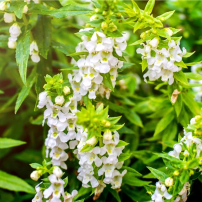 Šalvěj Victoria White - Salvia farinacea - semena - 12 ks