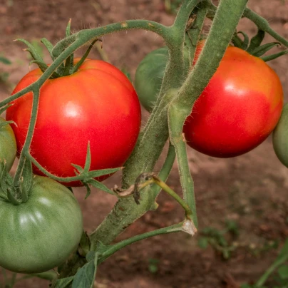 BIO Rajče Diplom F1 - Solanum lycopersicum - bio semena - 8 ks