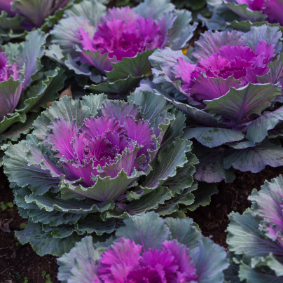 Okrasné zelí Pigeon F1 Purple - Brassica oleracea - semena - 20 ks