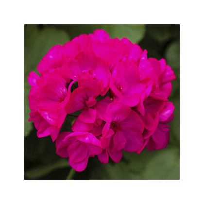 Muškát páskatý Nekita F1 Deep Rose - Pelargonium zonale - semena - 4 ks