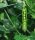 BIO Hrách dřeňový Malý Rheinland - Pisum sativa - bio semena - 45 ks
