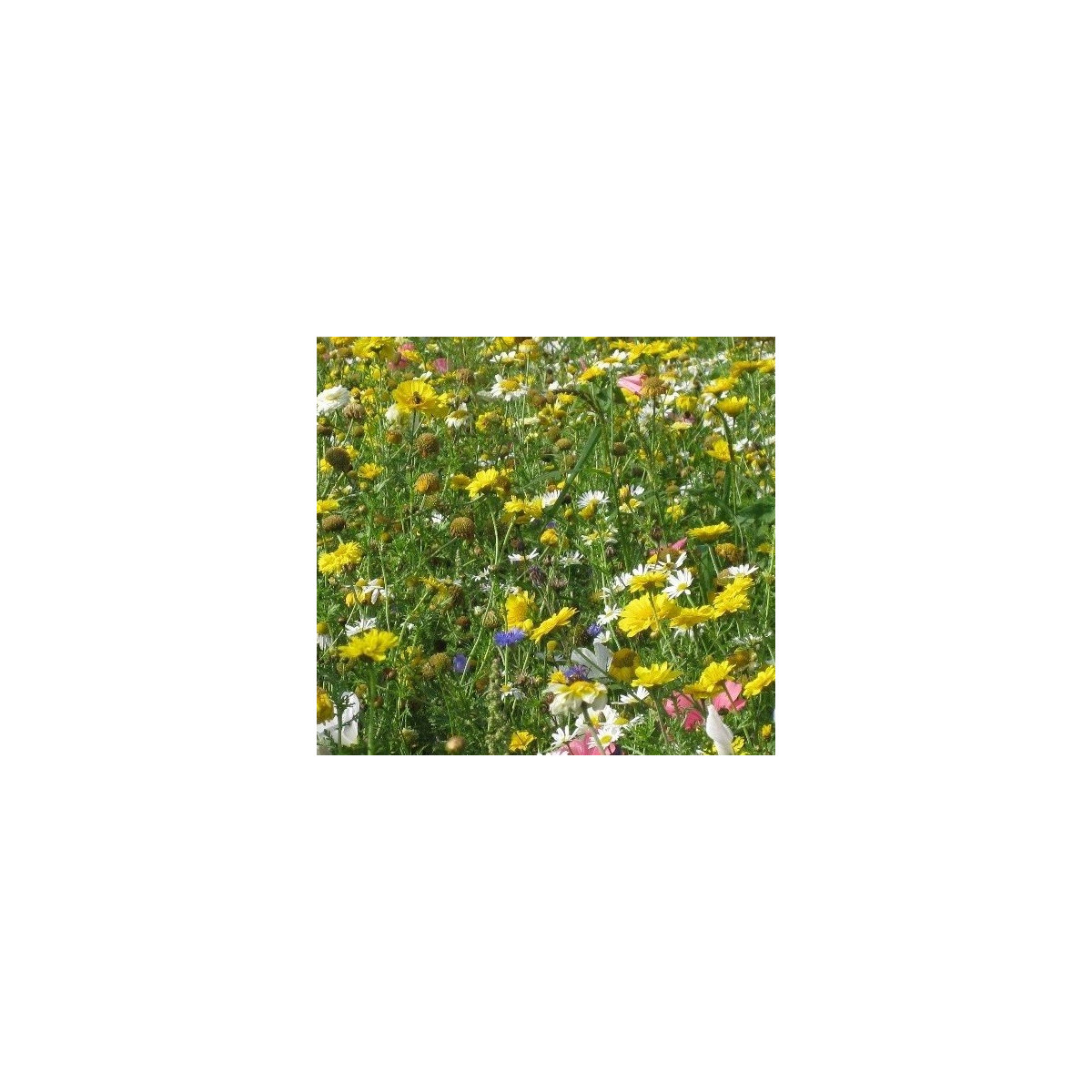 Směs letniček Kovbojská louka - luční směs - 0,9 g