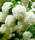 Kalina obecná - Viburnum opulus - semena - 5 ks