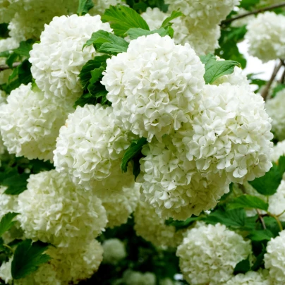 Kalina obecná - Viburnum opulus - semena - 5 ks