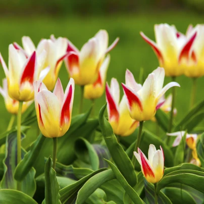 Tulipán Johann Strauss - Tulipa - cibuloviny - 3 ks