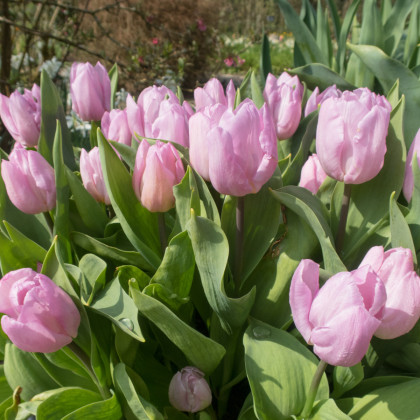 Tulipán Candy Prince - Tulipa - cibuloviny - 3 ks