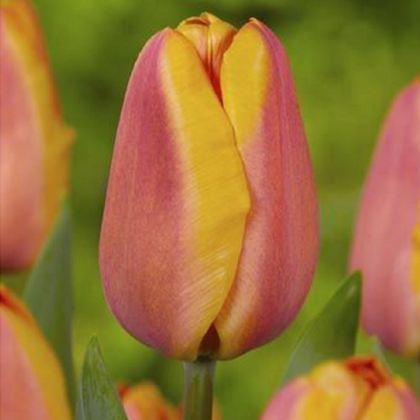 Tulipán Apricot Foxx - Tulipa - cibuloviny - 3 ks