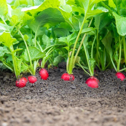 BIO Ředkvička červená Sora - Raphanus sativus - bio semena - 40 ks