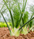 BIO Fenykl bulvový Selma - Foeniculum vulgare - bio semena - 50 ks