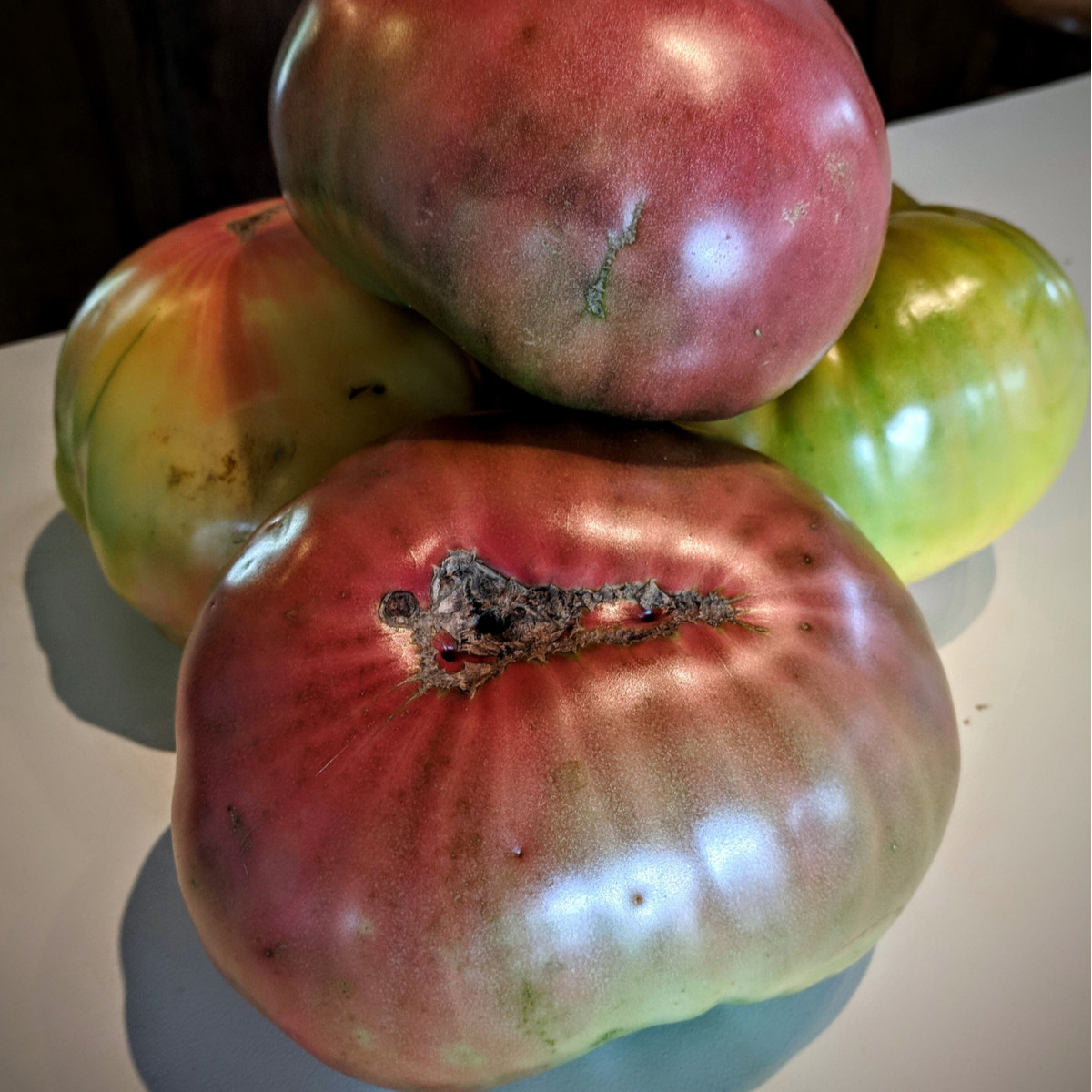 Rajče Cherokee - Solanum lycopersicum - semena - 7 ks