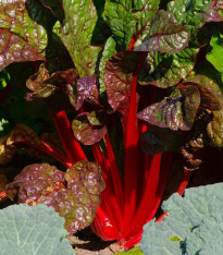 Mangold řapíkatý červený - Beta vulgaris - semena - 50 ks