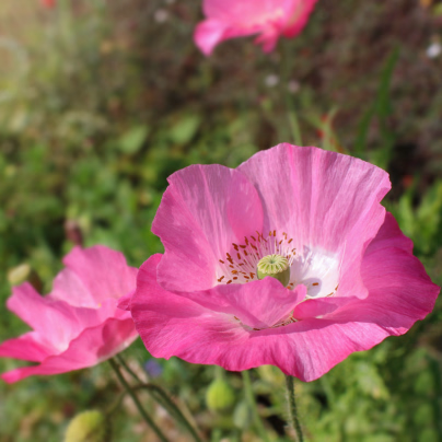Mák Frosted Salmon - Papaver Somniflerum - semena - 10 ks