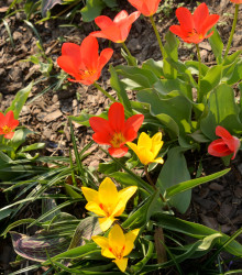 Směs nízkých tulipánů - Tulipa - cibuloviny - 24 ks