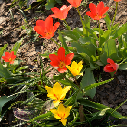 Směs nízkých tulipánů - Tulipa - cibuloviny - 24 ks