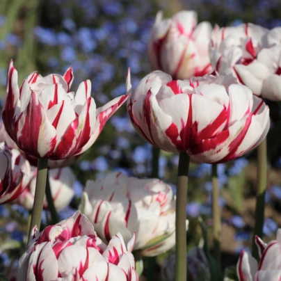 Tulipán Carnaval de Nice - Tulipa - cibuloviny - 3 ks