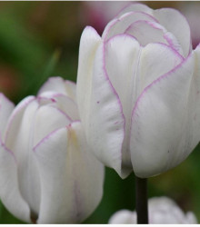 Tulipán Shirley - Tulipa - cibuloviny - 3 ks