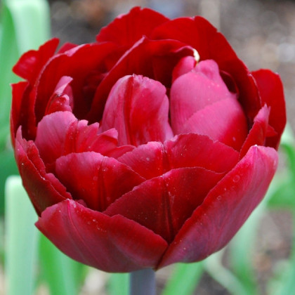Tulipán Uncle Tom - Tulipa - cibuloviny - 3 ks