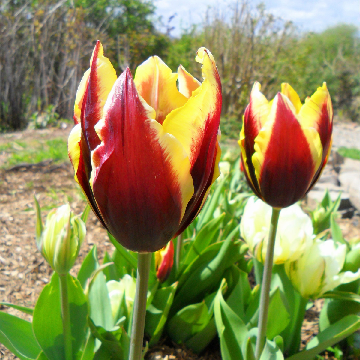 Tulipán Gavota - Tulipa - cibuloviny - 3 ks