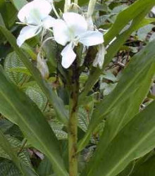 Okrasný zázvor - Hedychium - semena - 2 ks