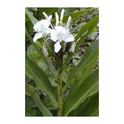 Okrasný zázvor - Hedychium - semena - 2 ks