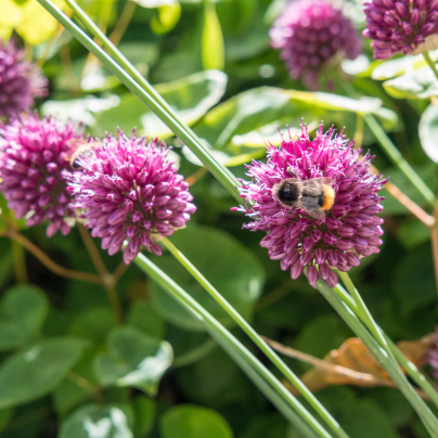 Okrasný česnek - Allium Sphaerocephalon - cibuloviny - 3 ks