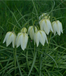 Řebčík bílý - Fritillaria Meleagris - cibuloviny - 3 ks