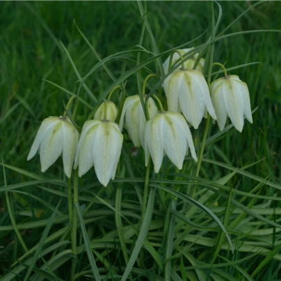 Řebčík bílý - Fritillaria Meleagris - cibuloviny - 3 ks