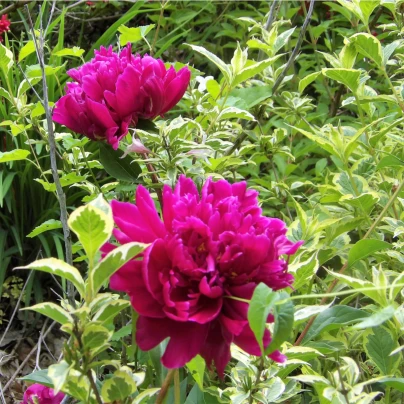 Pivoňka Karl Rosenfield - Paeonia lactiflora - cibuloviny - 1 ks