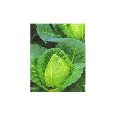 Zelí bílé velmi rané - Brassica oleracea - semena - 0,8 g