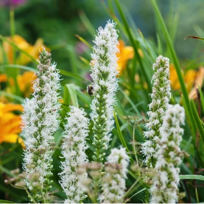 Šuškarda bílá Alba - Liatris spicata - cibuloviny - 5 ks