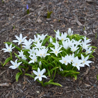 Ladonička bílá zářící - Chionodoxa luciliae alba - cibuloviny - 5 ks