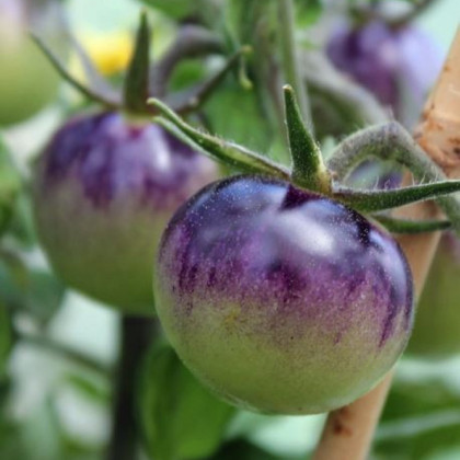 Rajče Blueberry - Solanum lycopersicum - semena - 6 ks