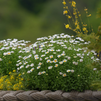 Kopretina balkonová Snowland - Chrysanthemum paludosum - semena - 50 ks