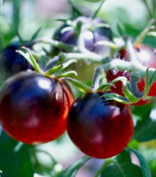 Rajče černé Cherry - Solanum lycopersicum - semena - 6 ks