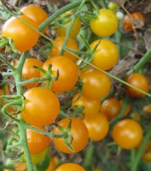Rajče Sladké zlato - Solanum lycopersicum - semena - 7 ks