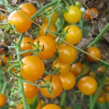 Rajče Sladké zlato - Solanum lycopersicum - semena - 7 ks
