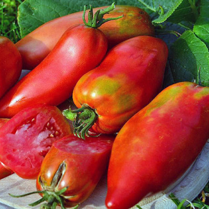Rajče Adenhorn - Solanum lycopersicum - semena - 10 ks