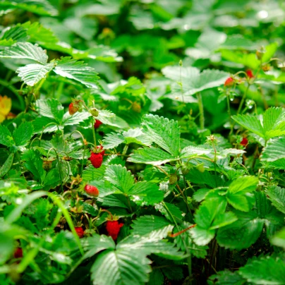 Jahodník lesní Tubby Red - Fragaria vesca - semena - 15 ks