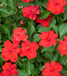 Barvínek Red F1 - Catharanthus - semena - 30 ks