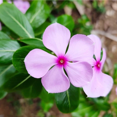 Barvínek Lavender F1 - Catharanthus - semena - 30 ks