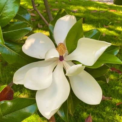 Magnólie velkokvětá - Magnolia grandiflora - semena - 5 ks