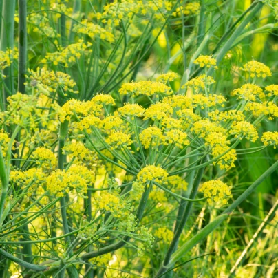 BIO Fenykl kořeninový - Foeniculum ssp. - bio semena - 35 ks