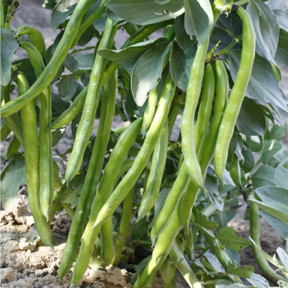 Bob obecný Piccola - Vicia faba - semena - 20 ks