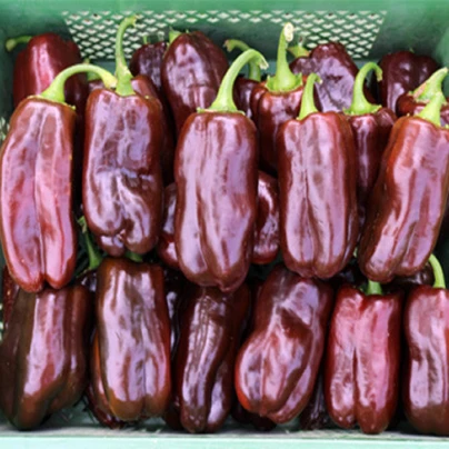 BIO Paprika Chocobell - Capsicum annuum - bio semena - 8 ks