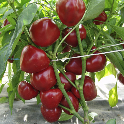 Rajčatová paprika Dumas - Capsicum annuum - semena - 15 ks