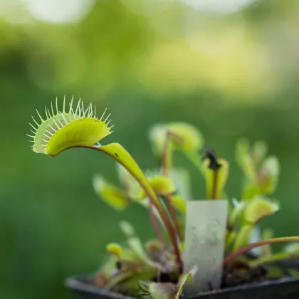 Mucholapka podivná - Dionaea muscipula - semena - 10 ks