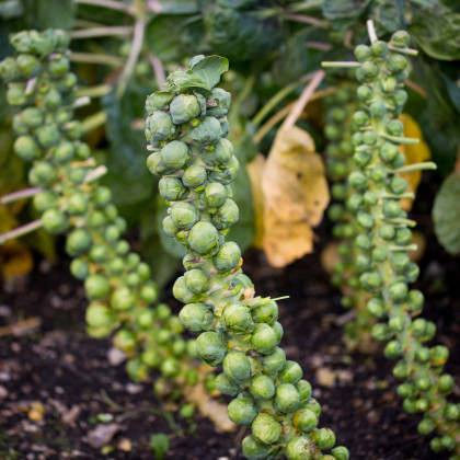 Kapusta růžičková Groninger - Brassica oleracea - semena - 50 ks